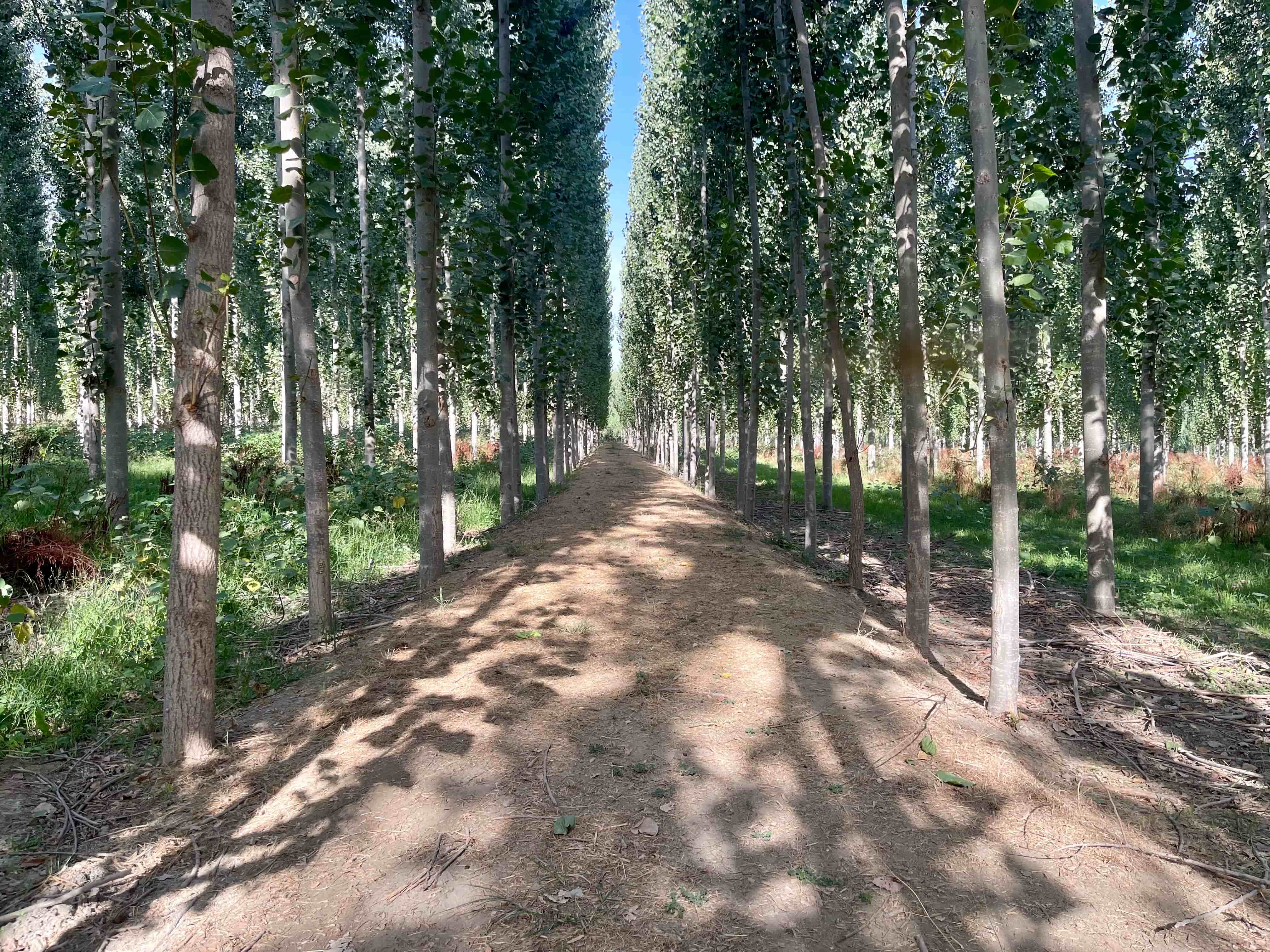 Sendero tranquilo al aire libre donde empieza mi cambio de estilo de vida con ViveConUve.